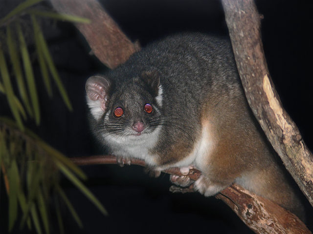 Possum Removal Melbourne