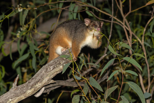 Possum Inspection Melbourne